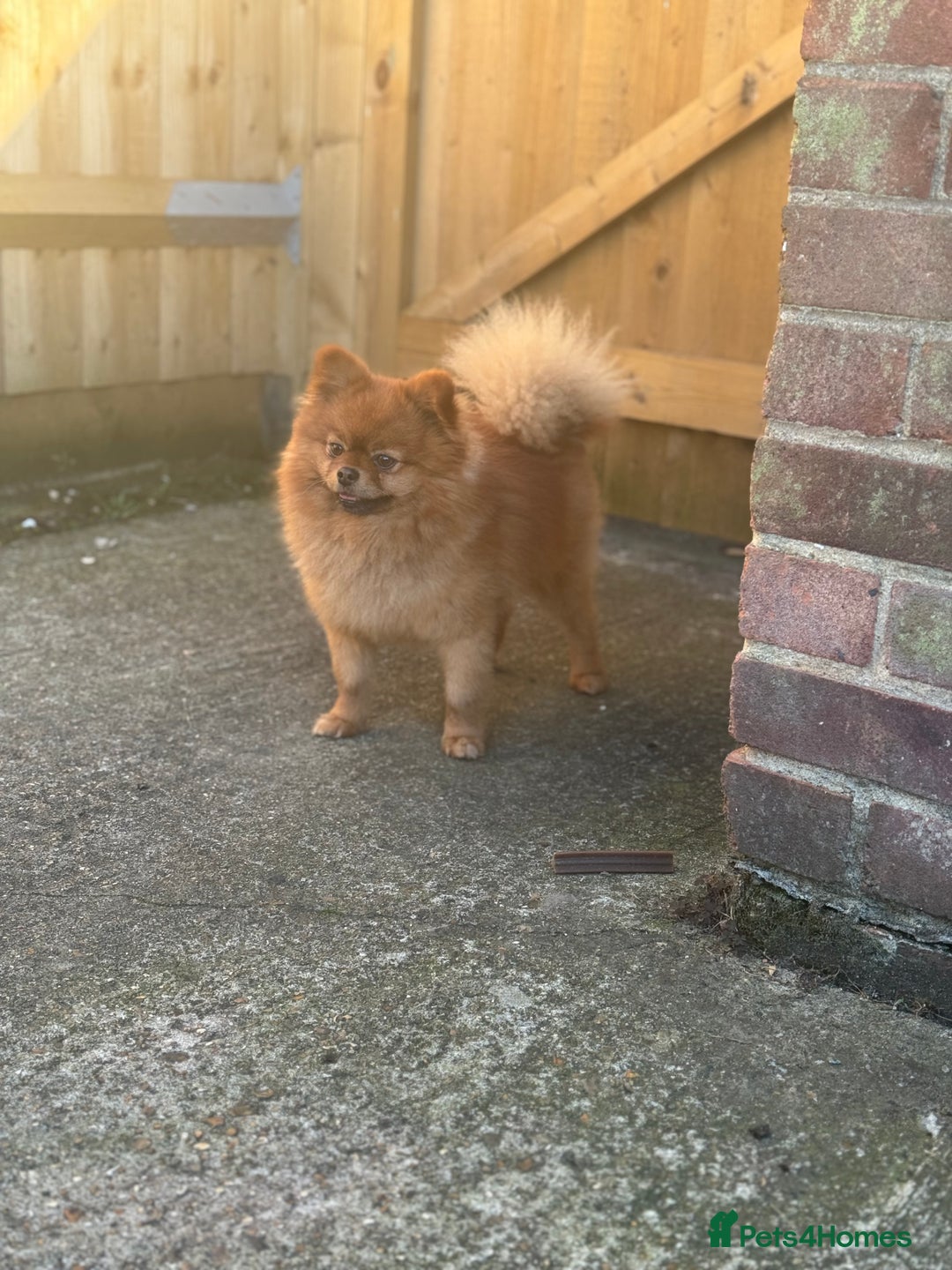 Pomchi dogs for sale: Pomeranian puppy’s  - Advert 19