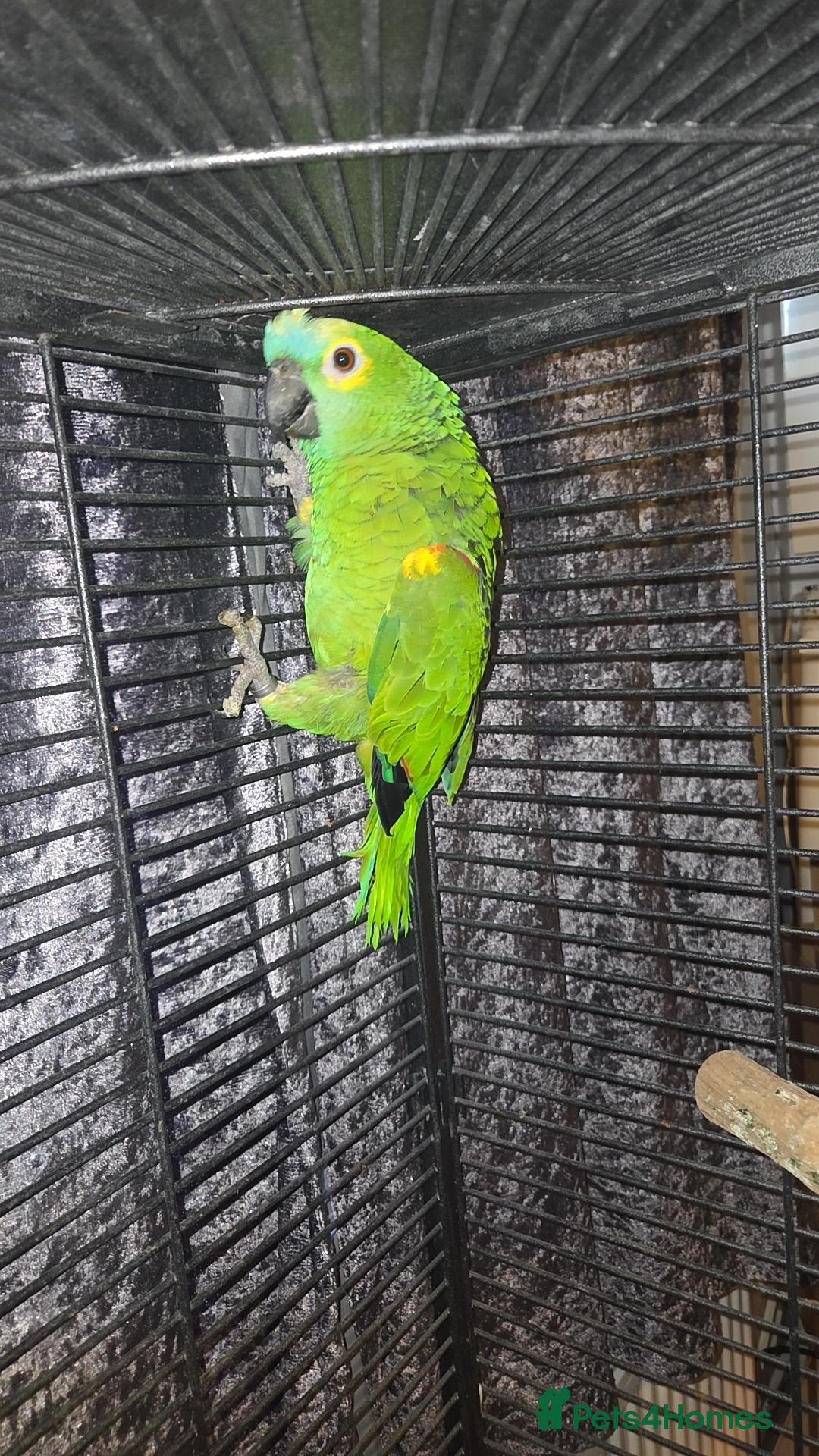 Mixed Breed birds Parrots mixed  - Advert 1