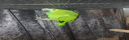 Mixed Breed birds for sale: Parrots mixed  - Advert 1