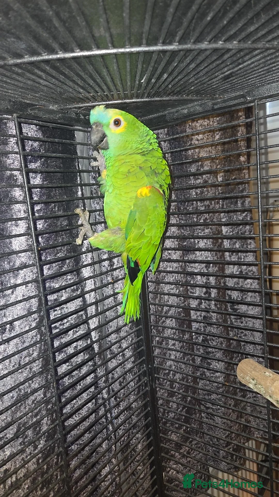 Mixed Breed birds for sale: Parrots mixed  - Advert 1