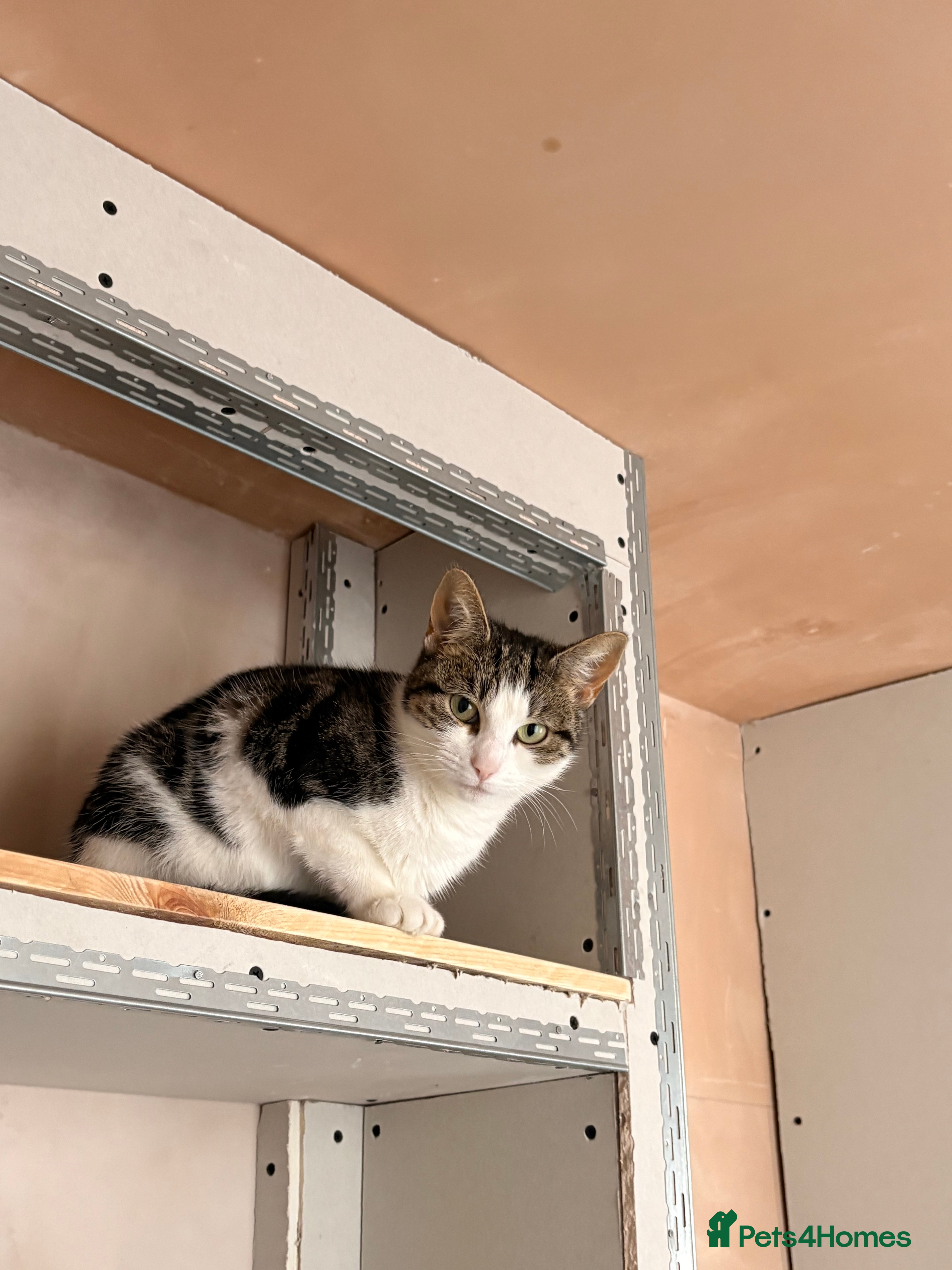 Mixed Breed cats Young cat for sale  - Advert 18