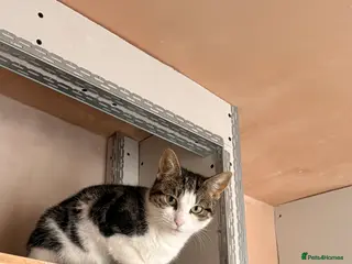 Mixed Breed cats Young cat for sale - Advert 18