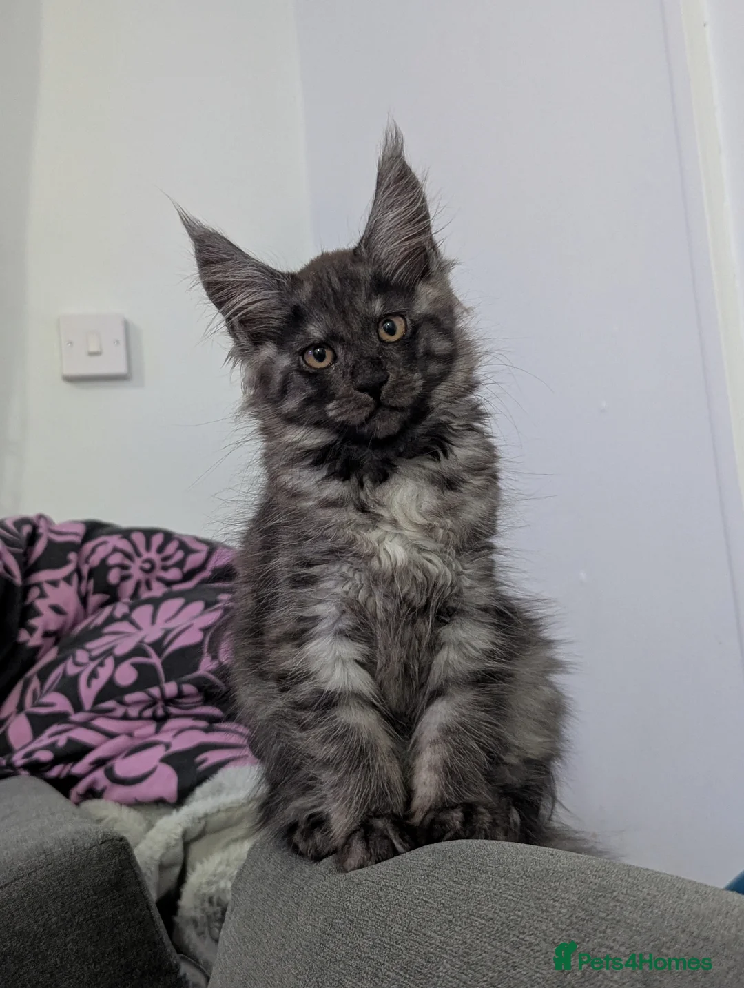 Maine Coon cats for sale: Exceptional Maine Coon Kittens for Loving Homes - Advert 2