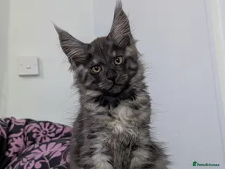 Maine Coon cats Exceptional Maine Coon Kittens for Loving Homes - Advert 17