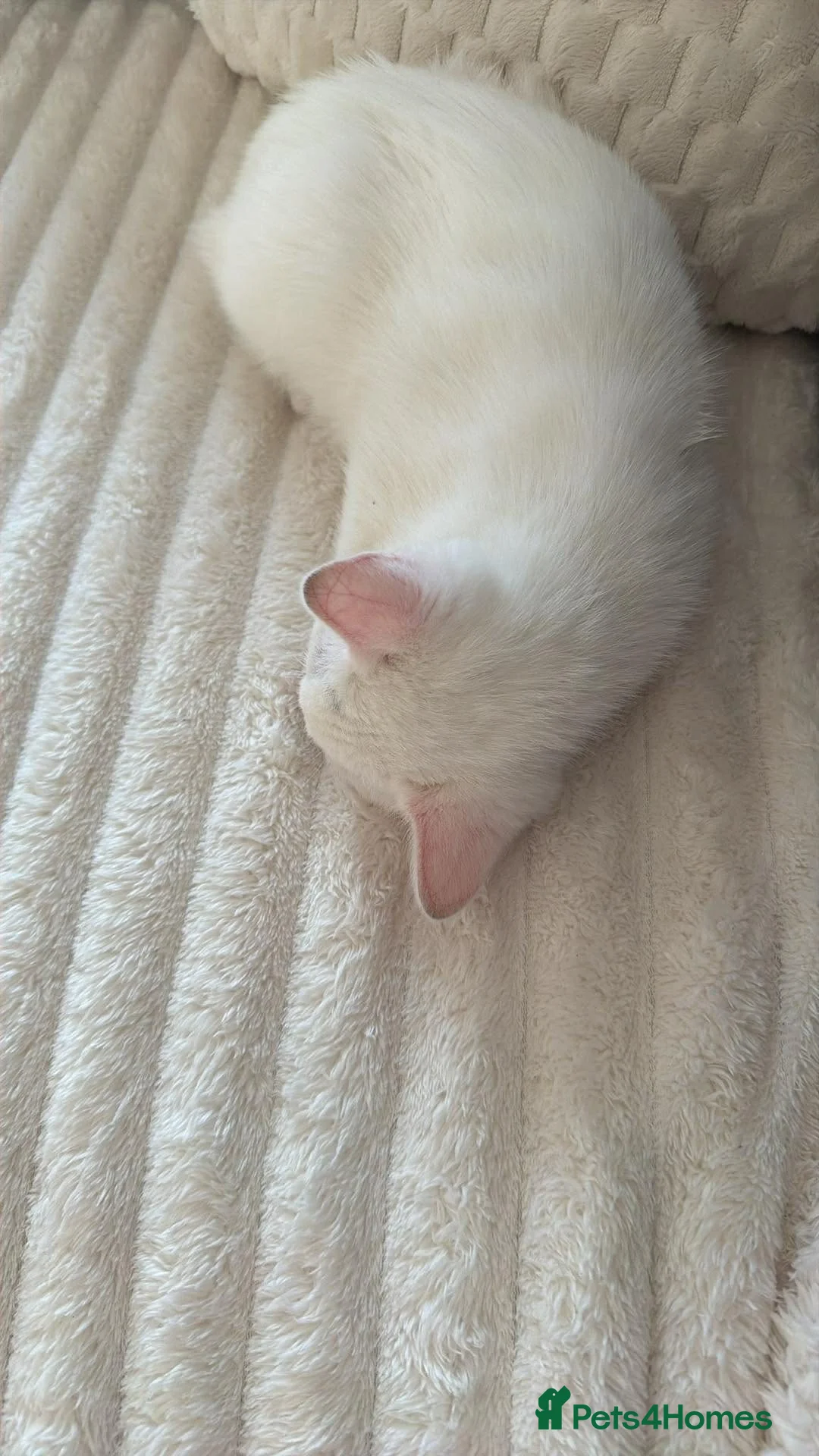 Mixed Breed cats for sale: 9 weeks old kittens  - Advert 3