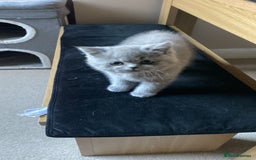 British Shorthair cats for sale: Blue British shorthair male - Image 3