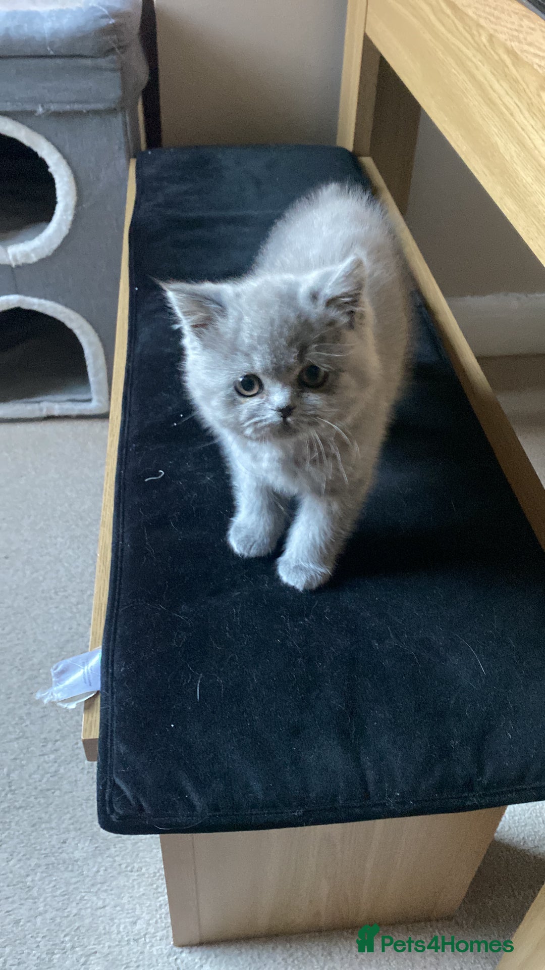 British Shorthair cats for sale: Blue British shorthair male - Image 3