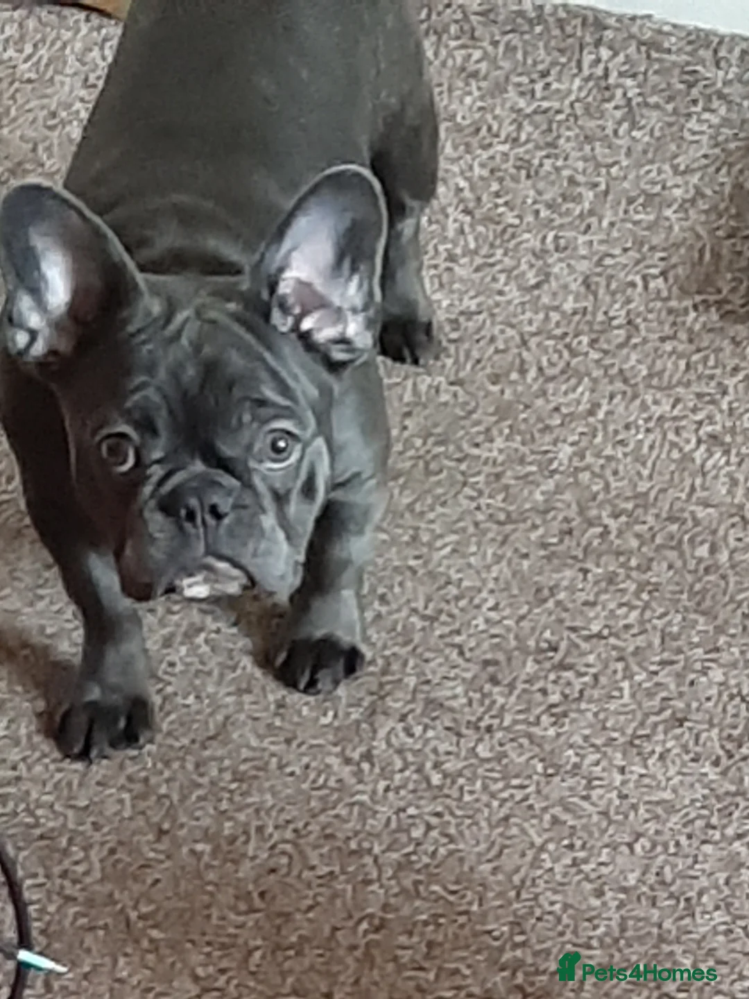 French Bulldog dogs for sale: French Bulldog needs rehoming - Advert 3