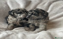 Miniature Poodle dogs for sale: Miniature poodle puppies  - Image 6