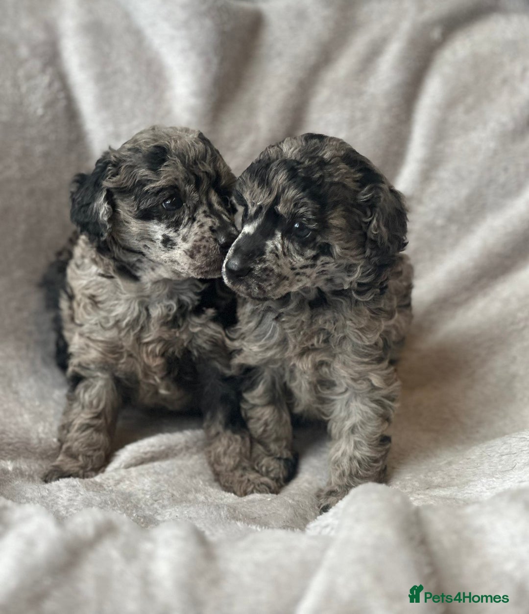 Miniature Poodle dogs for sale: Miniature poodle puppies  - Image 6