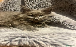 Maine Coon cats for sale: STUNNING MAINE COON KITTENS BLUE SMOKE (tica reg ) - Image 29