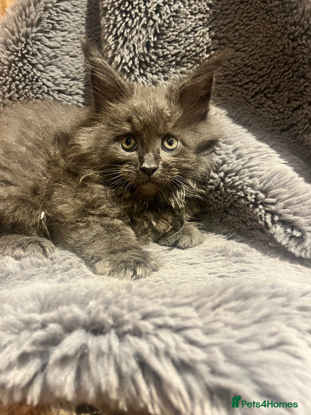 Maine Coon cats for sale: STUNNING MAINE COON KITTENS BLUE SMOKE (tica reg ) - Image 29