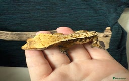 Gecko reptiles for sale: Various Crested Geckos for Sale - Image 5