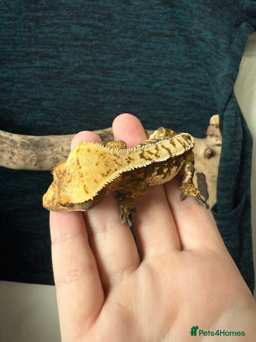 Gecko reptiles for sale: Various Crested Geckos for Sale - Image 5
