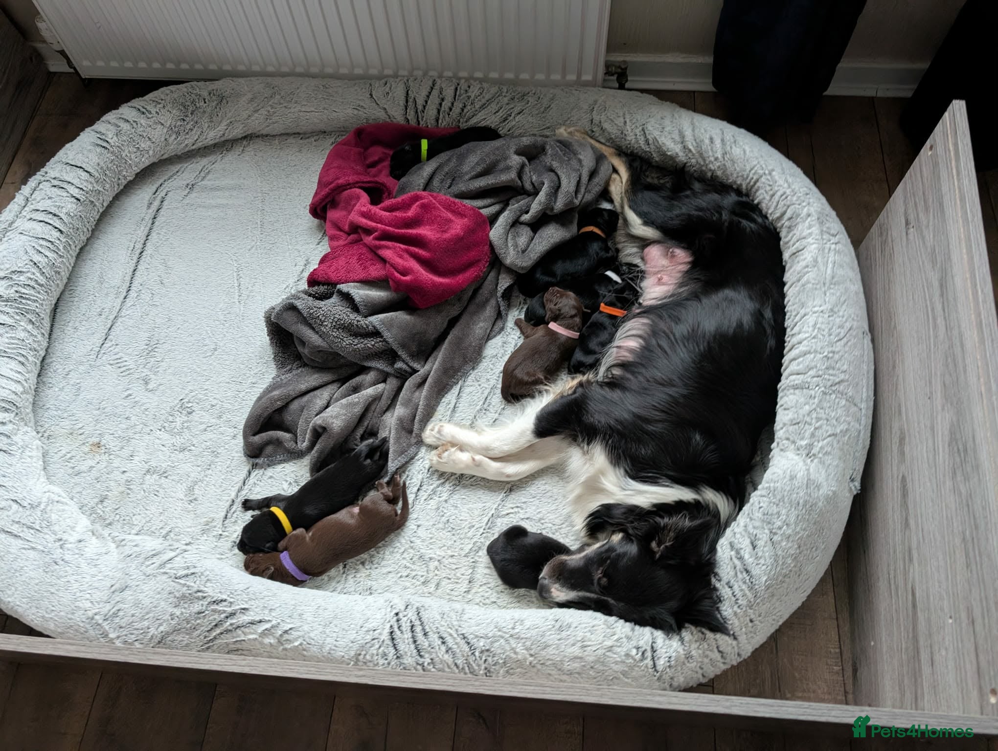 Borador dogs Gorgeous Borador Puppies - Advert 1