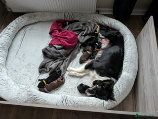 Borador dogs Gorgeous Borador Puppies - Advert 1