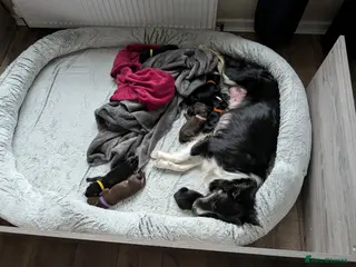 Borador dogs Gorgeous Borador Puppies - Advert 6