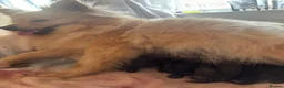 Pomeranian dogs for sale: Pomeranian puppies  - Advert 12