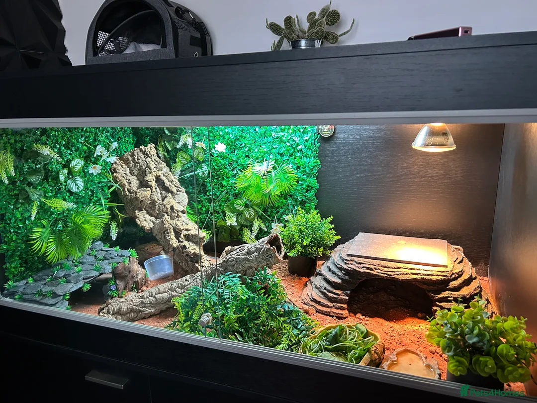 Bearded Dragon reptiles for sale: Bearded Dragon full set up - Advert 10