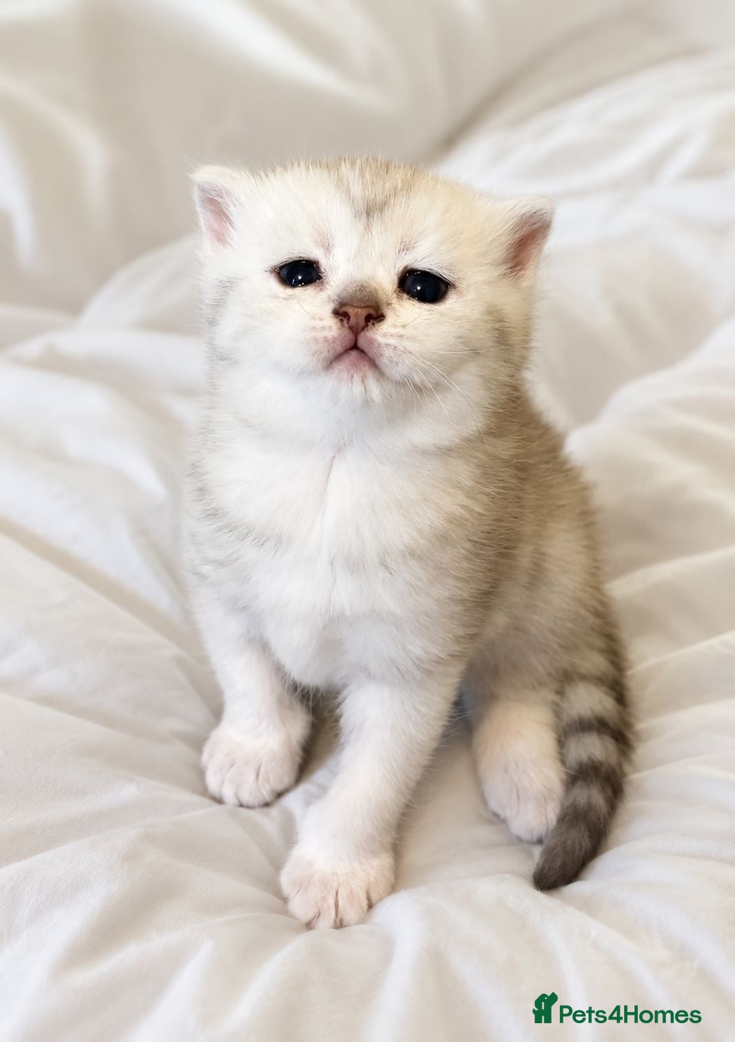 Scottish Fold cats Adorable Scottish Fold & Straight Kittens - Advert 2