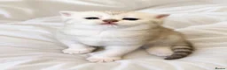 Scottish Fold cats for sale: Adorable Scottish Fold & Straight Kittens - Advert 2