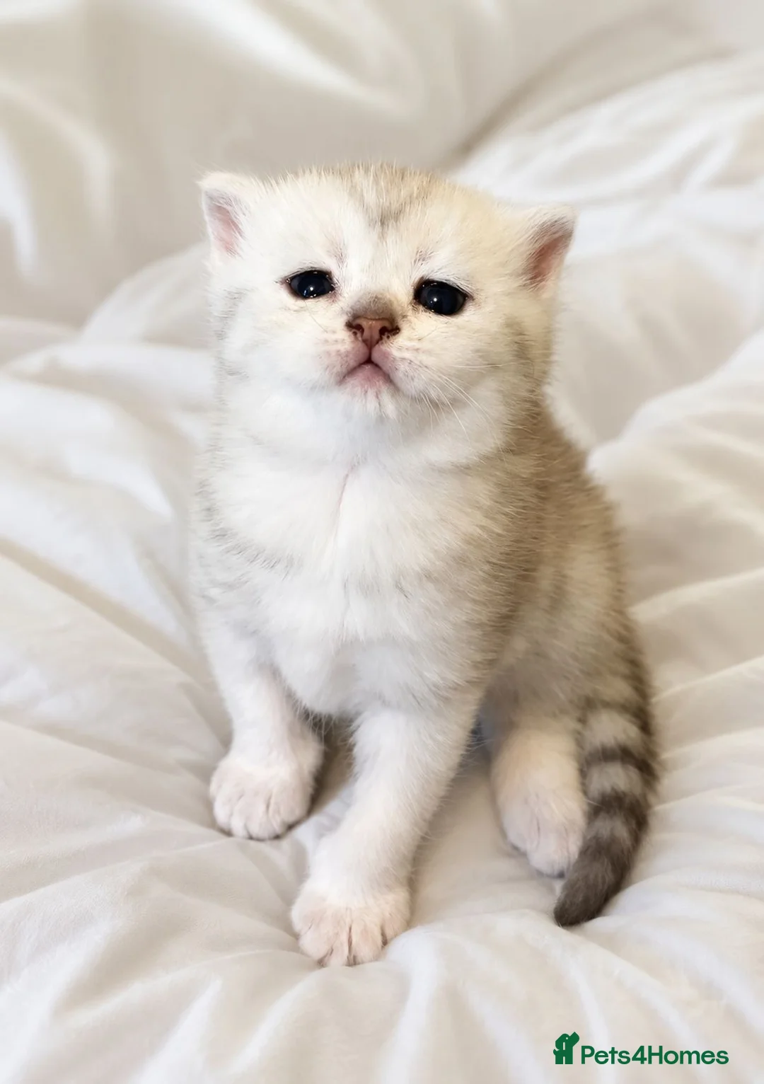 Scottish Fold cats for sale: Adorable Scottish Fold & Straight Kittens - Advert 2