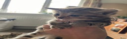 Bengal cats for sale: 9 BENGAL RAGDOLL X KITTENS ONE KITTEN LEFT TODAY! - Advert 16