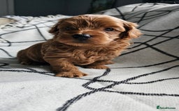 Mixed Breed dogs for sale: Beautiful westipoo - Image 7