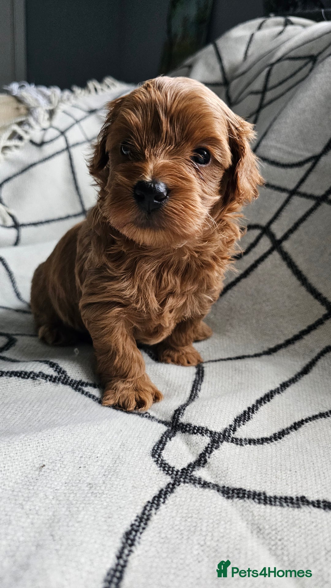 Mixed Breed dogs for sale: Beautiful westipoo - Image 7