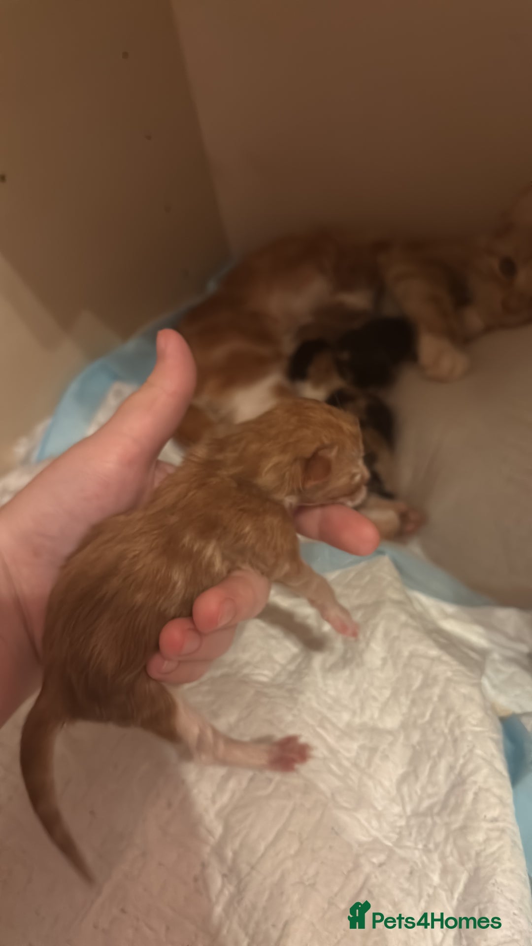 Domestic Shorthair cats for sale: 5 Gorgeous Kittens -  ready on the 7th January  - Advert 22