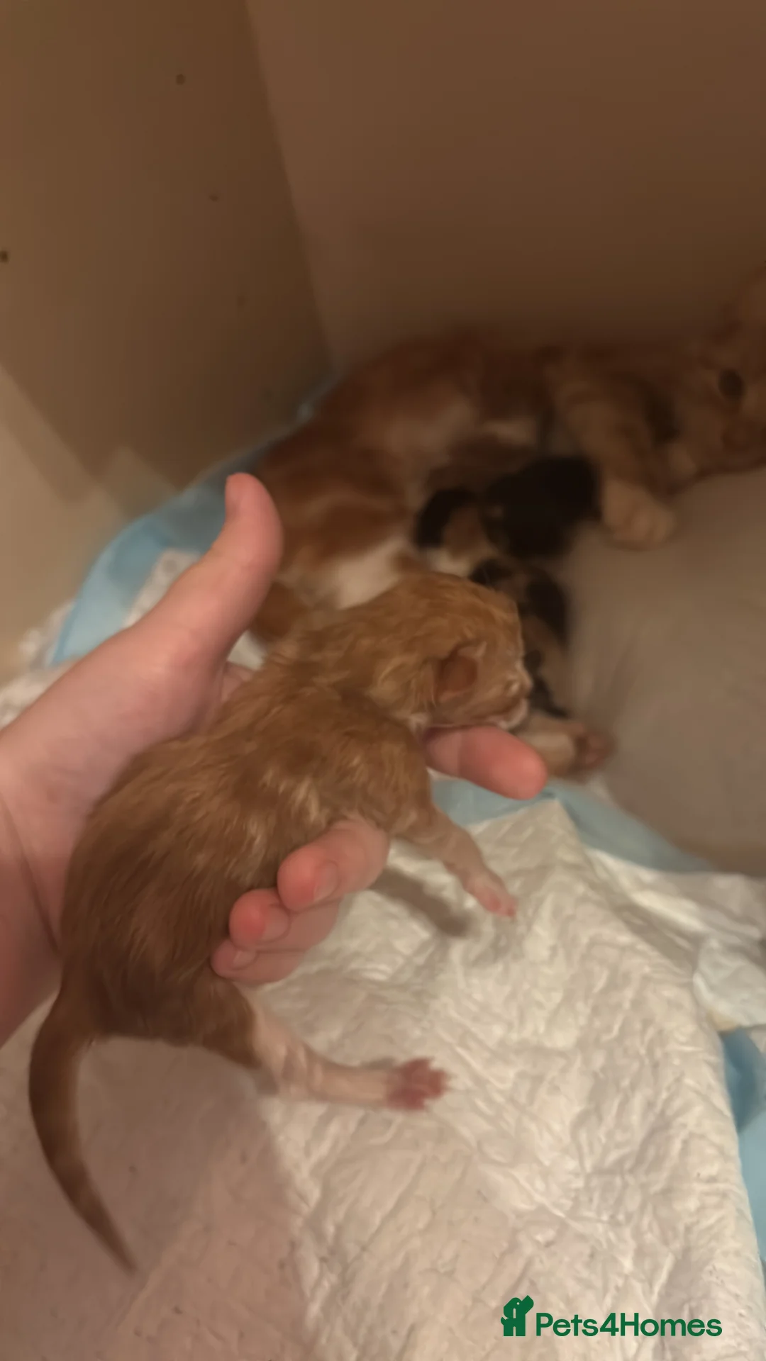 Domestic Shorthair cats for sale: UPDATE 2nd February 1 ginger and white boy left - Advert 16