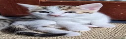 Mixed Breed cats for sale: Beautiful playful kittens for sale - Advert 4