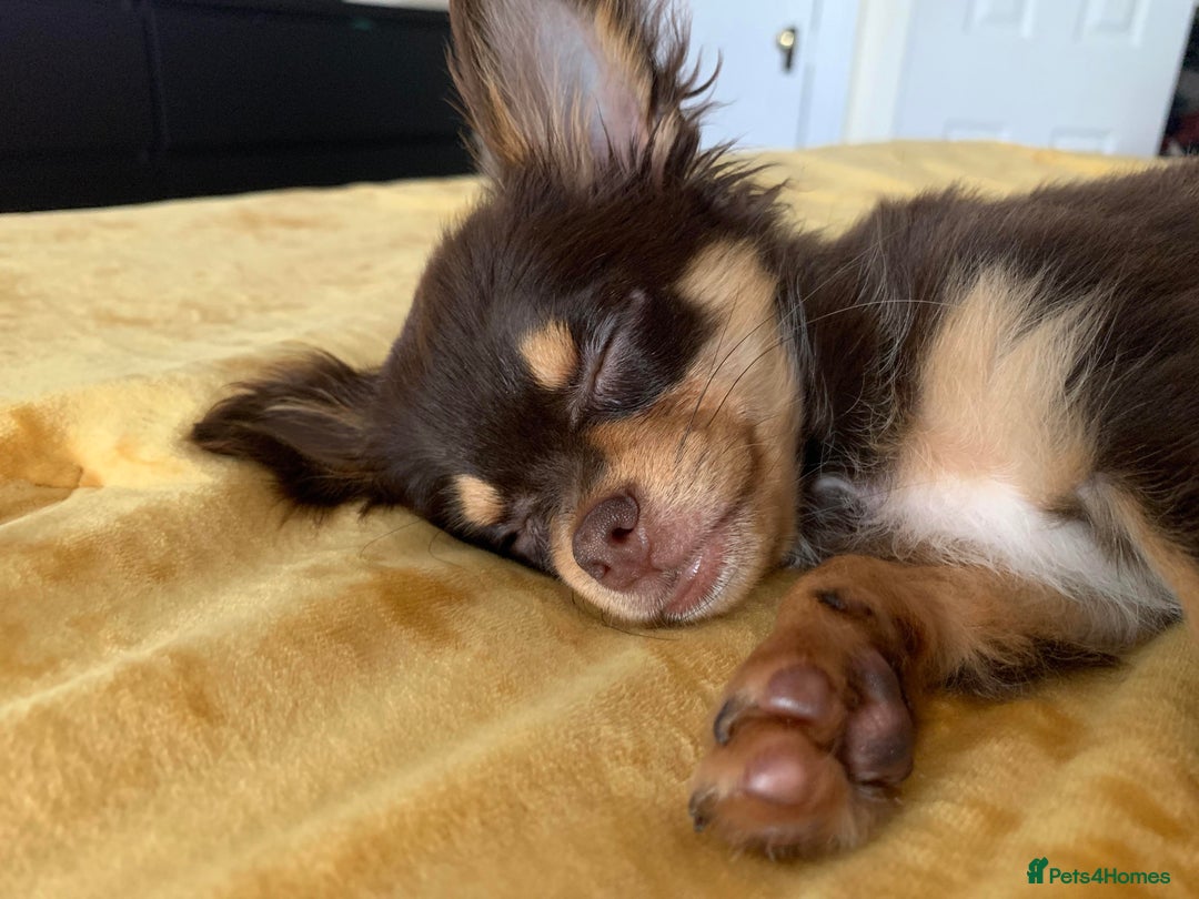 Chihuahua dogs for sale: Chihuahua puppies  - Advert 1