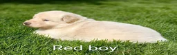 German Shepherd dogs for sale: Gorgeous German Shepherd pups for sale - Advert 30