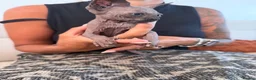 Sphynx cats for sale: Tica registered sphynx kittens  - Advert 4