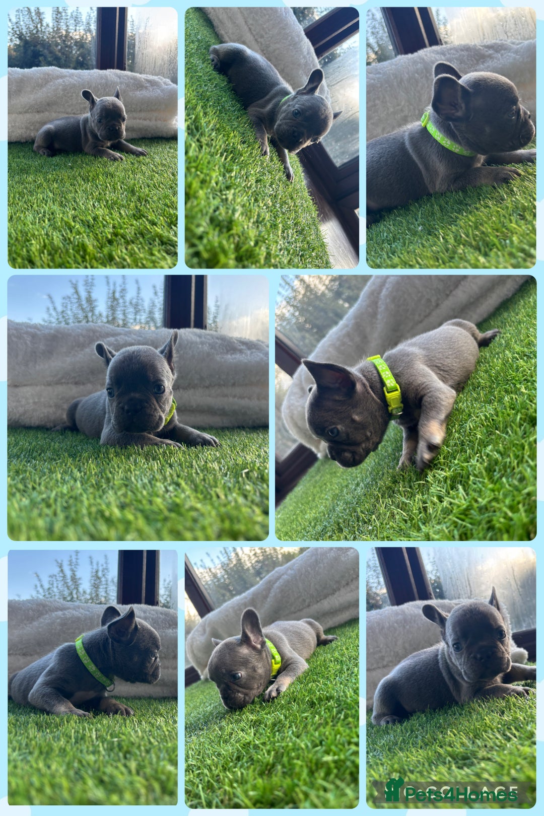 French Bulldog dogs for sale: 8 stunning french bull dogs  - Image 9