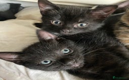 Mixed Breed cats for sale: 3 beautiful kittens for sale ready Friday 24/10 - Image 2
