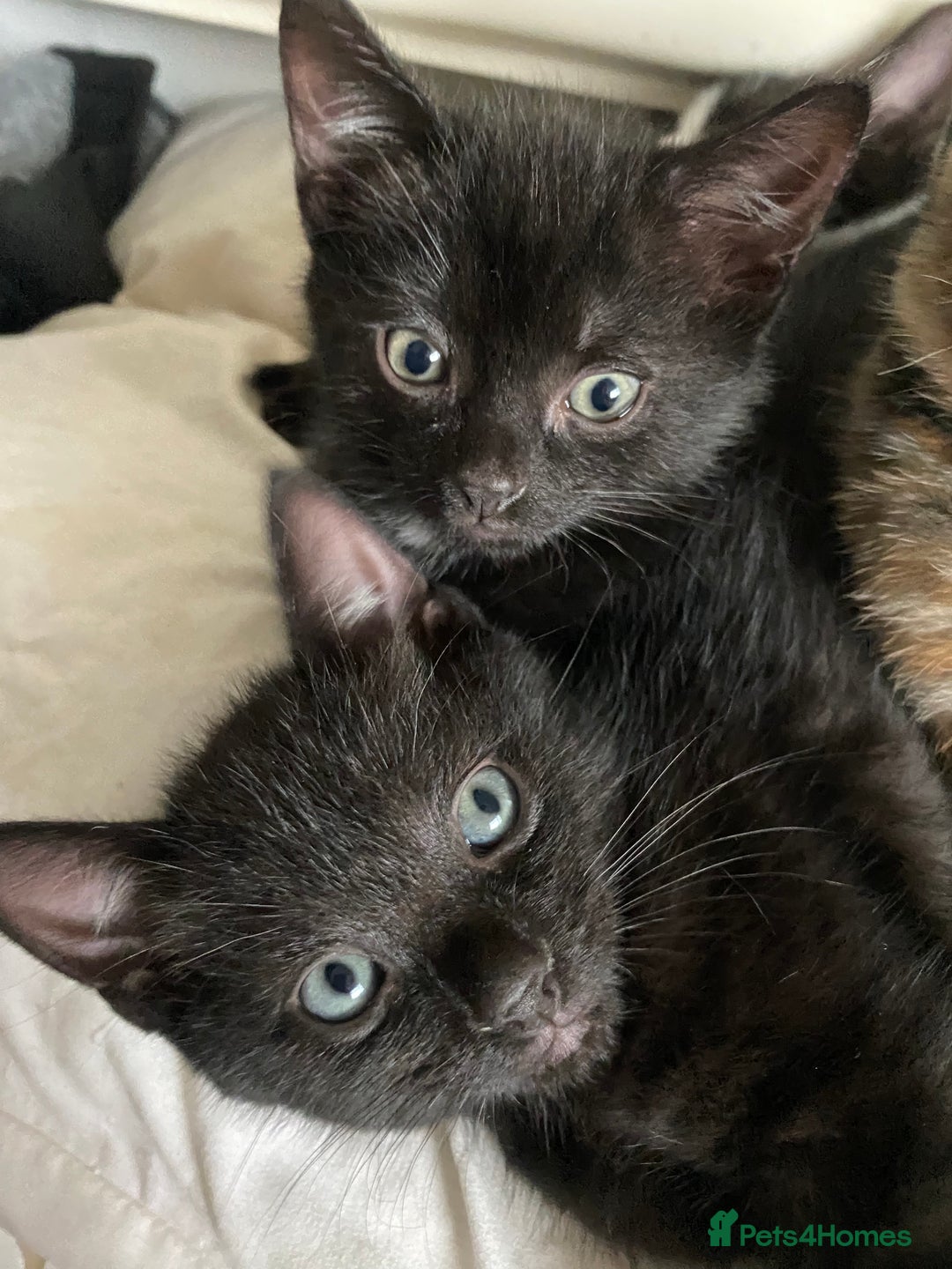 Mixed Breed cats for sale: 3 beautiful kittens for sale ready Friday 24/10 - Image 2