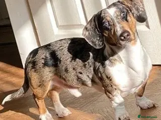 Mixed Breed dogs 🐾Meet NORMAN 🐾 - a Lovely Boy for a Loving Home - Advert 1