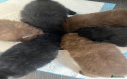 Mixed Breed dogs for sale: Pomspitz super fluffy babies  - Image 15