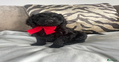 Cockapoo dogs - Advert 4