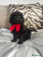 Cockapoo dogs - Advert 4