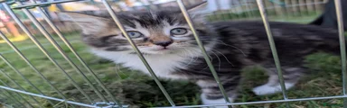 Mixed Breed Kitten 1