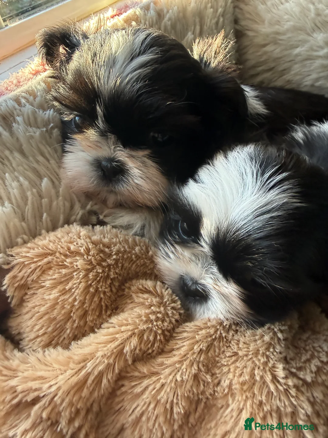 Shih Tzu dogs for sale: Shih Tzus  - Advert 4