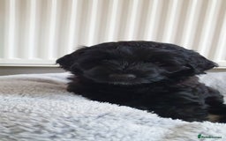 Australian Labradoodle dogs for sale: Health-tested Australian Labradoodle puppies - Image 35