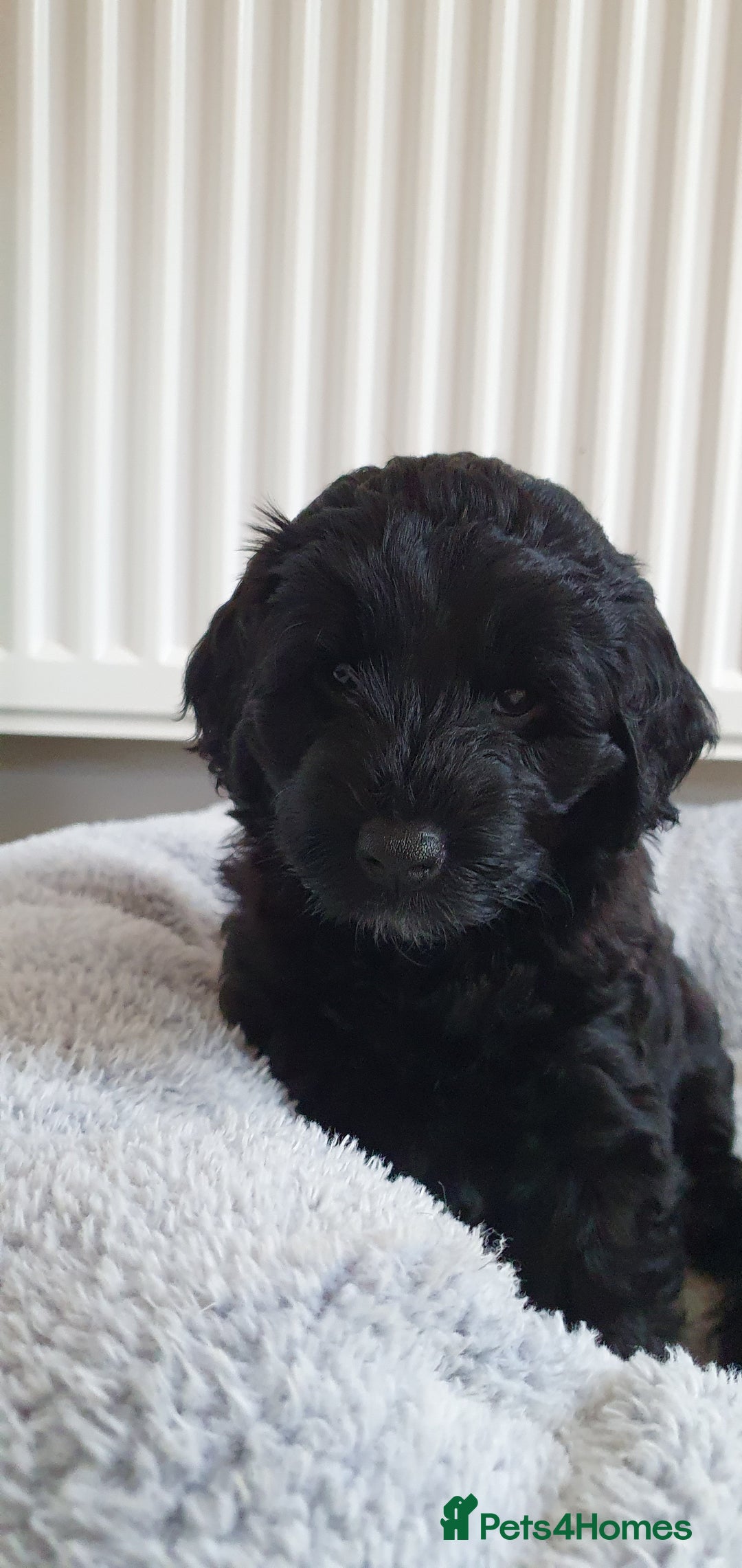 Australian Labradoodle dogs for sale: Health-tested Australian Labradoodle puppies - Image 35