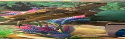 Turtle reptiles for sale: Two Mississippi Map Turtles  in Newry - Advert 4