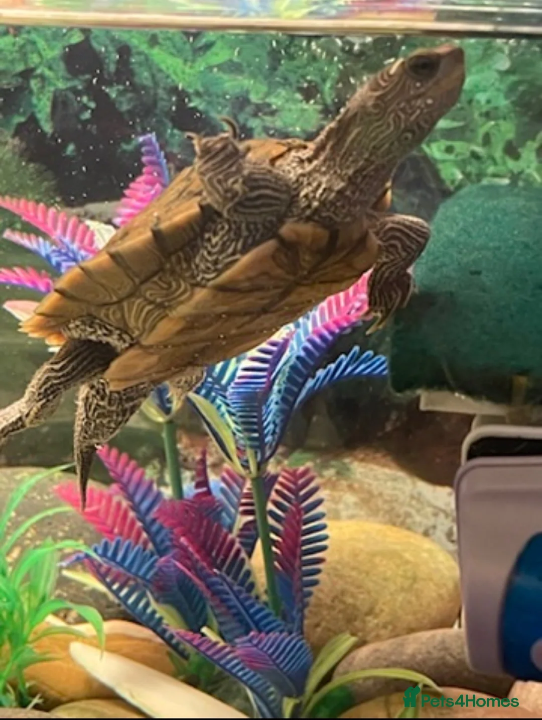 Turtle reptiles for sale: Two Mississippi Map Turtles  in Newry - Advert 4