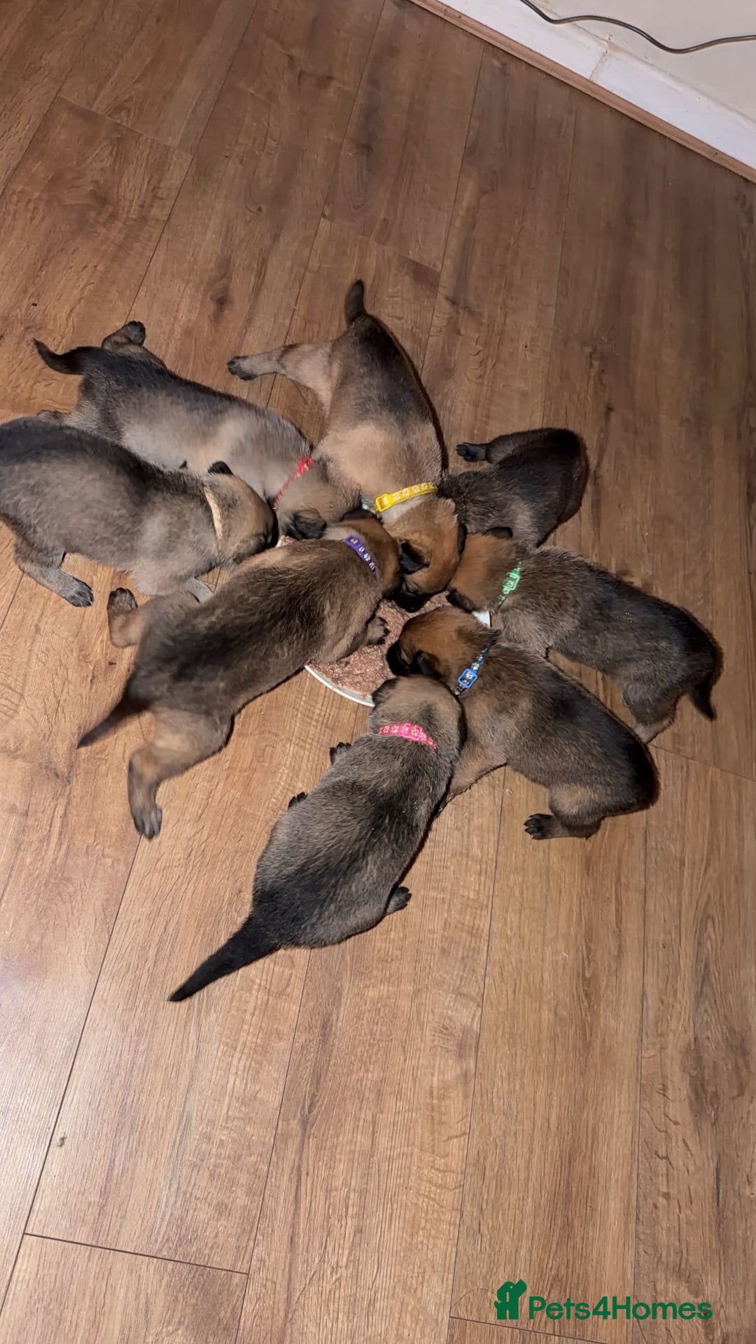 Mixed Breed dogs for sale: Shepinios puppies  - Advert 2