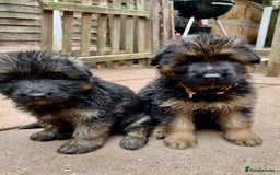 German Shepherd dogs for sale: Long Haired GSD Puppies. Only 1 boys LEFT!  - Image 32
